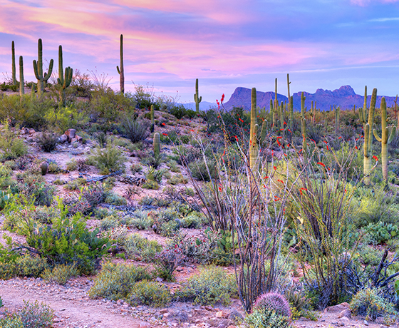 Saguaro cactuses in the desert; the image is in shades of blue, lavender, pinks, and greens.